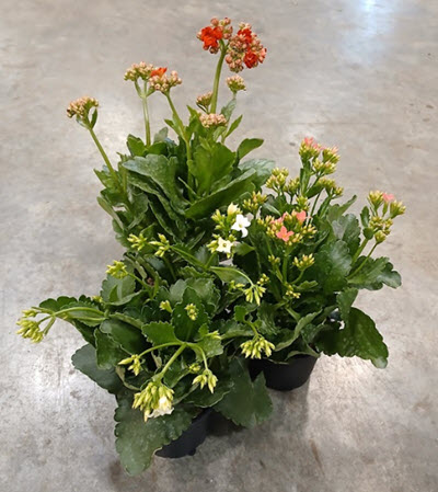 4.5" Kalanchoe Blooming Assortment